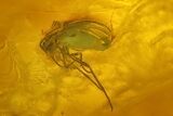 Several Detailed Fossil Flies (Diptera) In Baltic Amber #207549-2